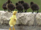 Eendjes lief(L)